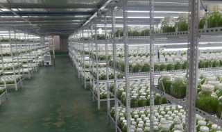 白芨培养基的制作方法（白芨裁培技术指导）