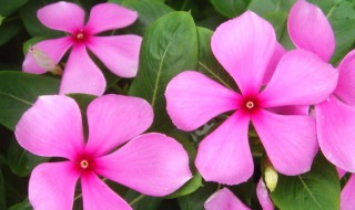 长春花的养殖方法和注意事项 长春花怎么扦插