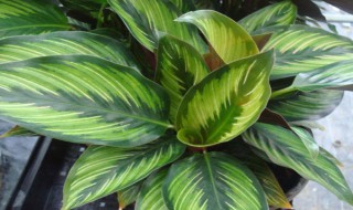 孔雀竹芋的养殖方法和注意事项（孔雀竹芋的寓意和象征风水）