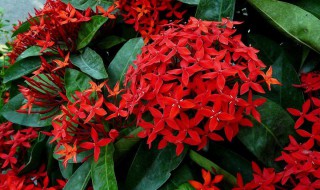 龙船花的养殖方法和注意事项 三种最旺家的花