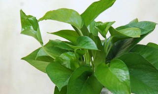 绿萝扦插快速生根方法 大叶绿萝扦插快速生根方法