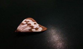 消灭飞蛾最好的方法（杀飞蛾用什么杀虫剂）