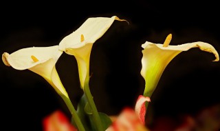 马蹄莲的养殖方法和注意事项（马蹄莲的水养方法和注意事项）