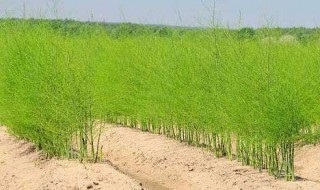 芦笋的种植方法和时间 芦笋的种植方法和时间视频