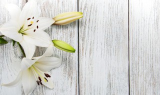 百合的种植方法与技巧 食用百合的种植方法和时间