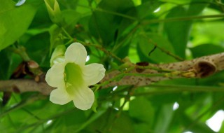 绿宝树的养殖方法和注意事项 绿宝树掉叶子的原因以及解决方法