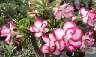 沙漠玫瑰的养殖方法（沙漠玫瑰的养殖方法和注意事项）