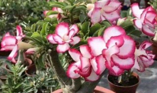 沙漠玫瑰的养殖方法和注意事项（沙漠玫瑰的种植方法）