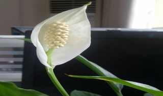 一帆风顺的养殖方法和注意事项 一帆风顺的养殖方法和注意事项浇水