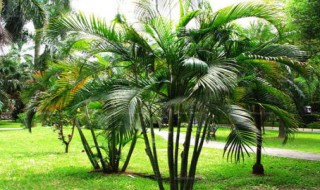 散尾葵的养殖方法和注意事项（散尾葵的养殖方法和注意事项视频）