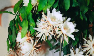 昙花的养殖方法和注意事项 昙花怎么修剪才利于开花