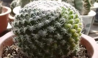 仙人球的养殖方法和注意事项 仙人球怎么养才能又大又圆