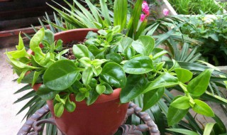 牡丹吊兰的养殖方法和注意事项 千叶吊兰的养殖方法和注意事项