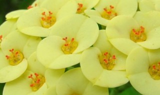 虎刺梅的养殖方法和注意事项（虎刺梅从风水讲家里养好不好）