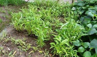 白莱种植方法（白莱种植方法和管理）