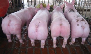 小猪拉稀最简单的方法 小猪拉稀最简单的方法特效药