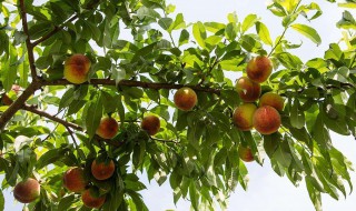 桃树修剪时间和方法（桃树修剪时间和方法视频）