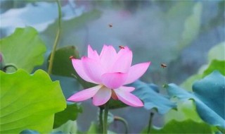 荷花的别称（荷花的别称还有哪些）