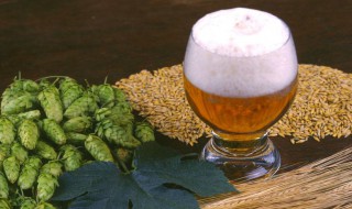 喝啤酒好吗（每天喝啤酒好吗）