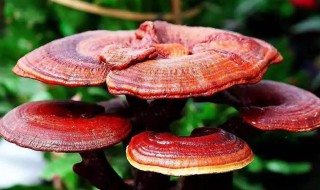 灵芝是年份越久越好吗 灵芝有几年的