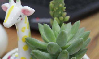 手工盆栽怎么做（手工盆栽怎么做卡纸做的）