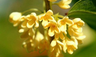 桂花开在什么季节（桂花开在什么季节结果）