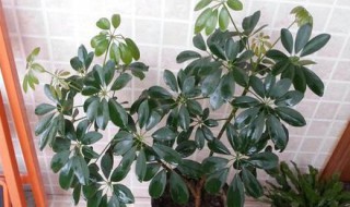 鸭掌木的养殖方法和注意事项 鸭掌木的养殖方法和注意事项及病虫害防治