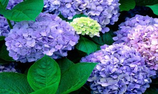 绣球的养殖方法 绣球的养殖方法和注意事项 盆栽