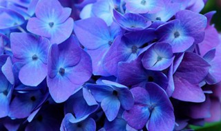 花卉绣球的养殖方法（花卉绣球的养殖方法有哪些）