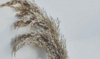 芦苇制作干花的方法 芦苇怎么制作干花