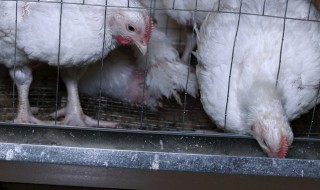 肉鸡饲料怎么做 肉鸡饲料怎么做才好吃