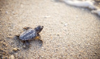 陆龟养了怎么处理（陆龟养了怎么处理掉）