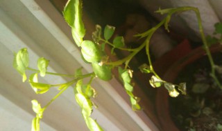 月季干枯叶修剪方法（月季干枯叶修剪方法视频）