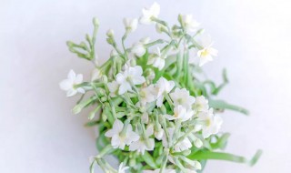 土培水仙花养殖方法 土培水仙花养殖方法及注意事项