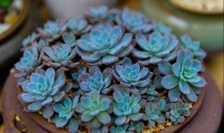 多肉打包的正确方法（多肉打包的正确方法视频）