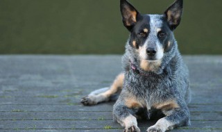 驱赶野狗的最佳方法 驱赶野狗的最佳方法图片