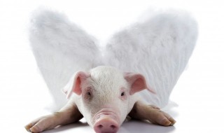 猪肥怎么处理干净（猪肥清洗）