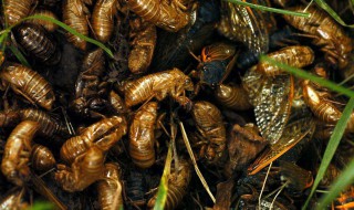 人工养殖蝉蛹的方法（人工养殖蝉蛹的方法和技术）