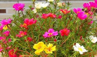 室内太阳花种植方法（室内太阳花种植方法图片）