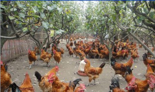 种鸡最好的养殖方法 种鸡养殖技巧