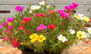 花长虫子怎么处理（牵牛花长虫子怎么处理）