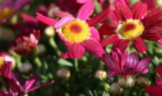 太阳花开后怎么处理 太阳花开后怎么处理最好