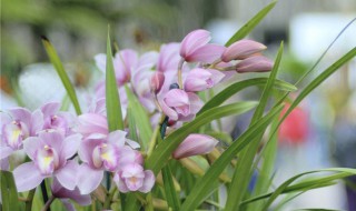 兰草换盆的正确方法 兰草换盆的正确方法图解