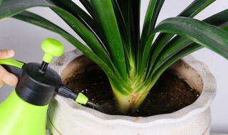 垂笑君子兰养护方法 垂笑君子兰吧 百度贴吧