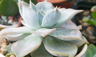 多肉切口怎么处理 多肉切口怎样算痊愈