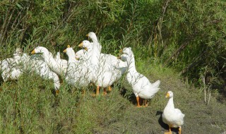 快速消除鸭毛的方法（怎么快速祛除鸭毛）