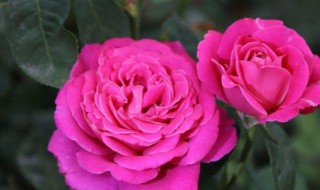 茶花扦插方法（茶花扦插方法图解）