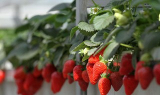 草梅的种植管理方法（草梅的种植管理方法有哪些）