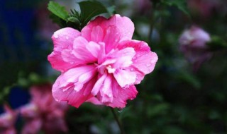 木槿花养护方法大全（木槿花的养护方法?）