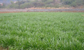 种植牧草的最佳方法（如何种植牧草）